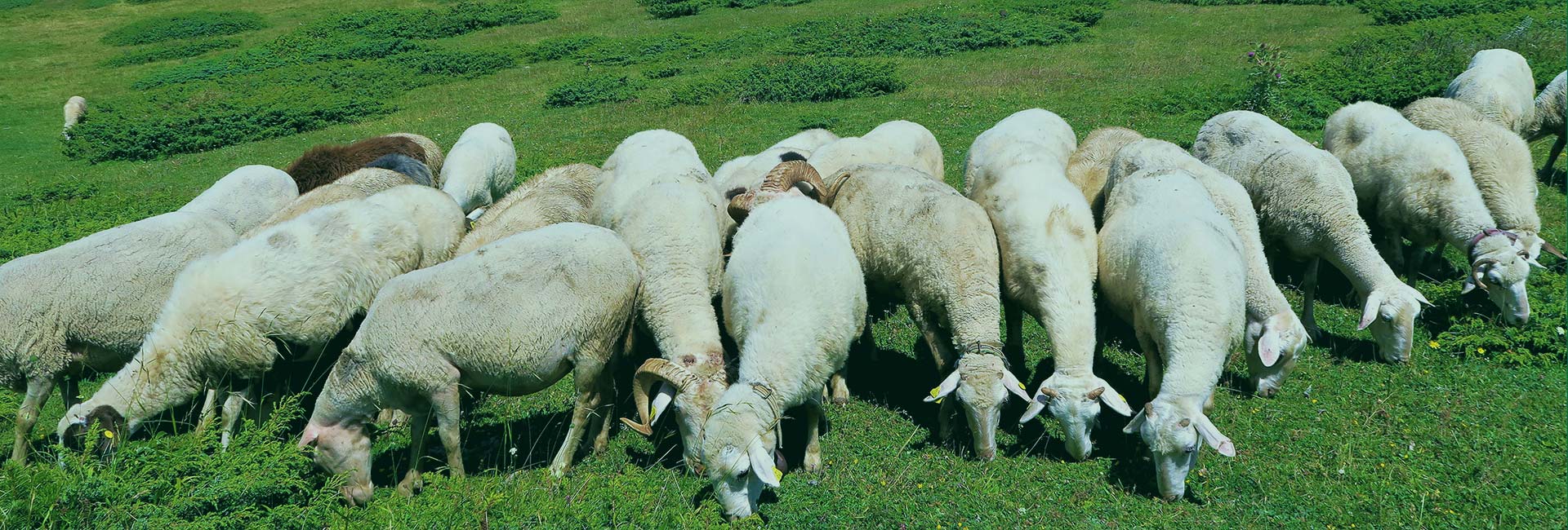 養羊闆塊是公司新涉足的(de)領域，羊場(chǎng)位于蘭州新區(qū)段家川養殖園區(qū)現代畜牧業繁育養殖示範基地，項目占地432畝，養殖規模爲：基礎母羊25000隻，存欄50000隻，年出欄種羊及肉羊75000隻。利用(yòng)湖羊進行純繁，以此爲基礎，選擇理(lǐ)想型個(gè)體組建育種群，采用(yòng)常規育種技術、現代育種理(lǐ)論
